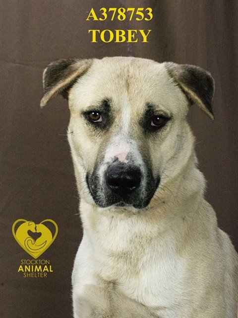 TOBEY - Anatolian Shepherd available for adoption