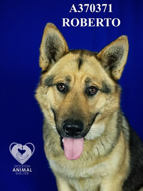 ROBERTO - German Shepherd Dog available for adoption