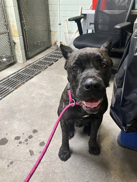 PRINCESS - Cane Corso Mastiff available for adoption
