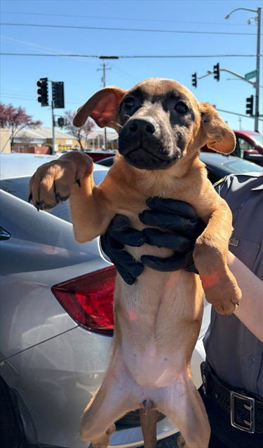 CHANSEY - Belgian Shepherd Malinois available for adoption