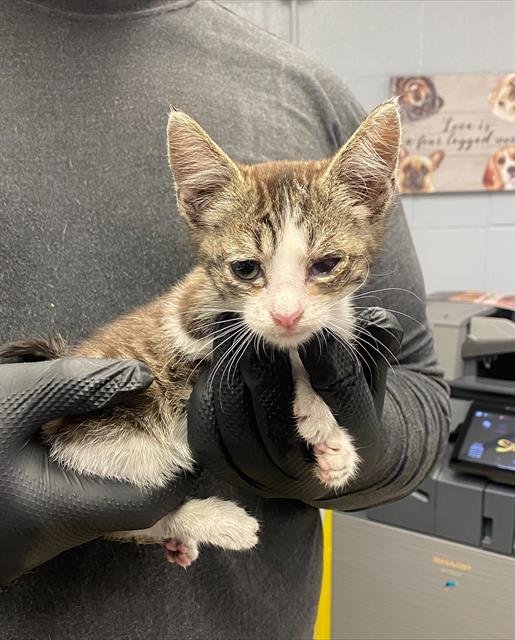 AVERY - Domestic Short Hair available for adoption