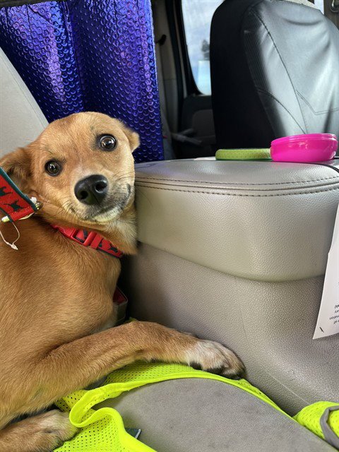 BURRITO - Chihuahua available for adoption