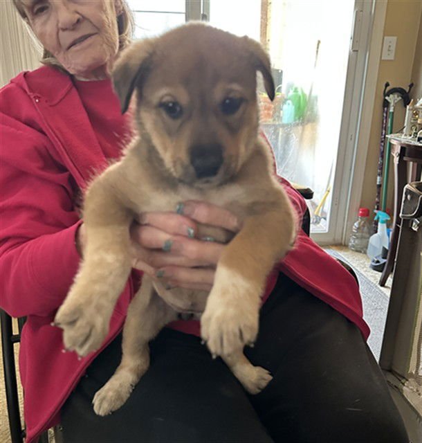 BRUCE - Mastiff available for adoption