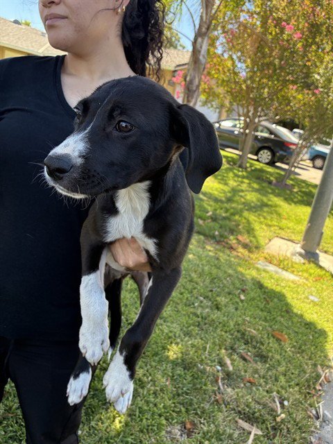 GLITTER - Labrador Retriever available for adoption