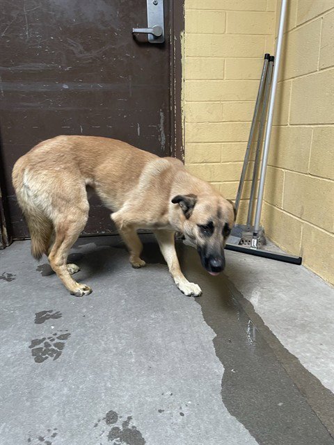 MONTY - German Shepherd Dog / Siberian Husky available for adoption