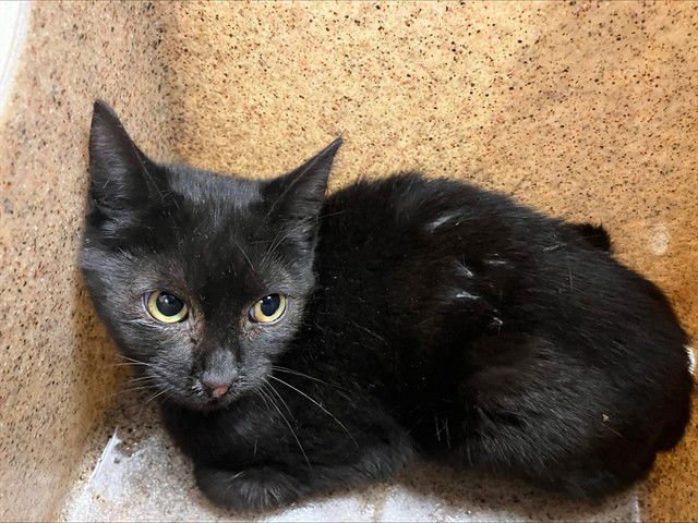 A371067 - Domestic Short Hair available for adoption