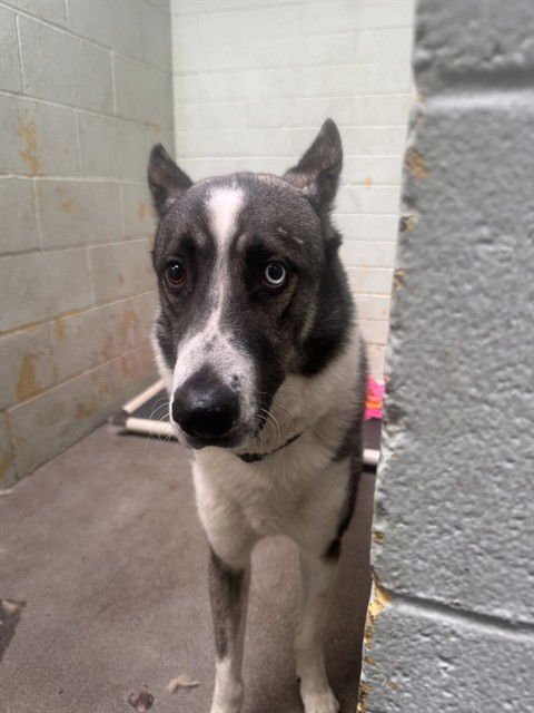 TONTO - Siberian Husky / German Shepherd Dog available for adoption