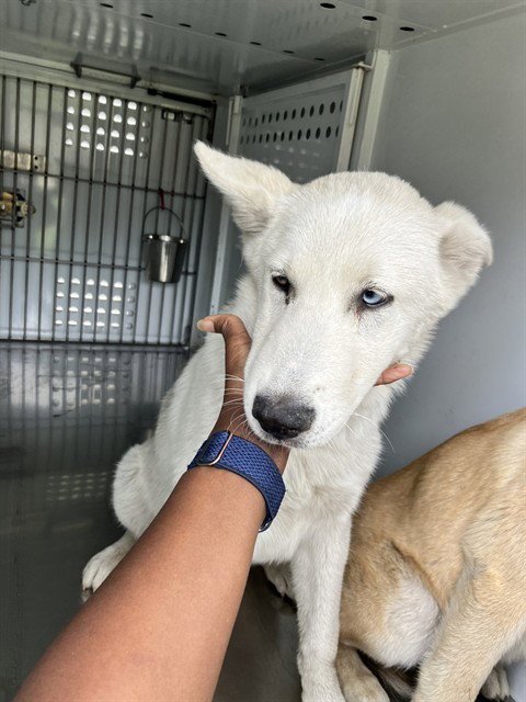 PRINCE - Siberian Husky / German Shepherd Dog available for adoption