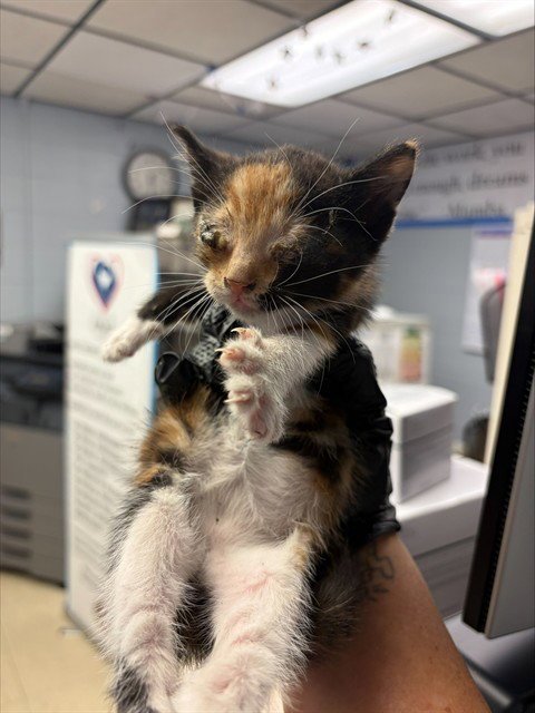 A377922 - Domestic Short Hair available for adoption