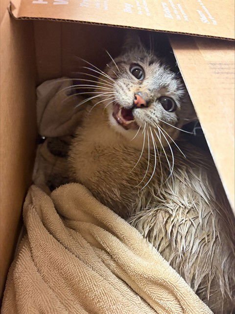 SIMON - Siamese available for adoption