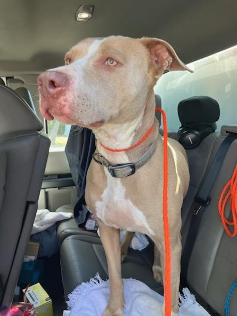 MUNCHY - Pit Bull Terrier available for adoption