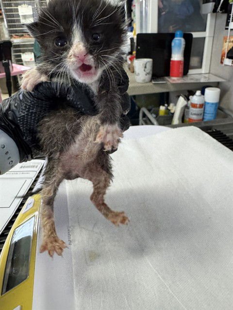 CHIMI (GREEN) - Domestic Short Hair available for adoption