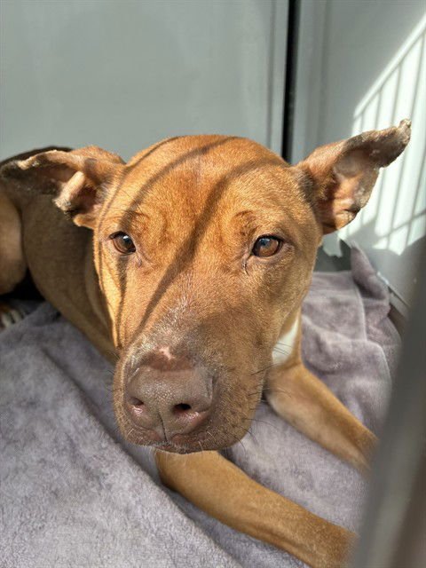 MULAN - Pit Bull Terrier available for adoption