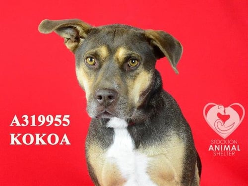 KOKOA - Pit Bull Terrier available for adoption