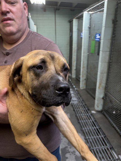 MINERVA - Mastiff available for adoption