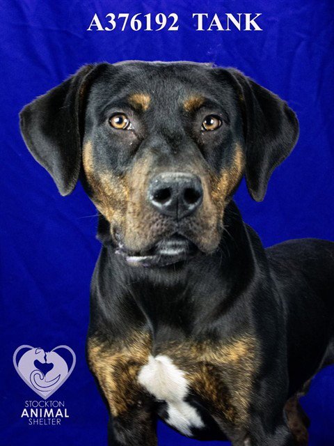 TANK - Plott Hound available for adoption