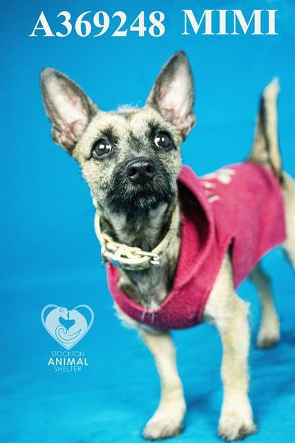 MIMI - Terrier available for adoption