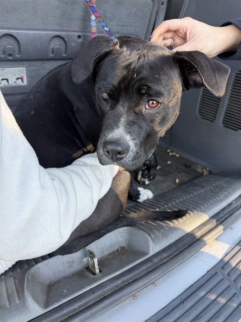 SUNNY - Pit Bull Terrier available for adoption