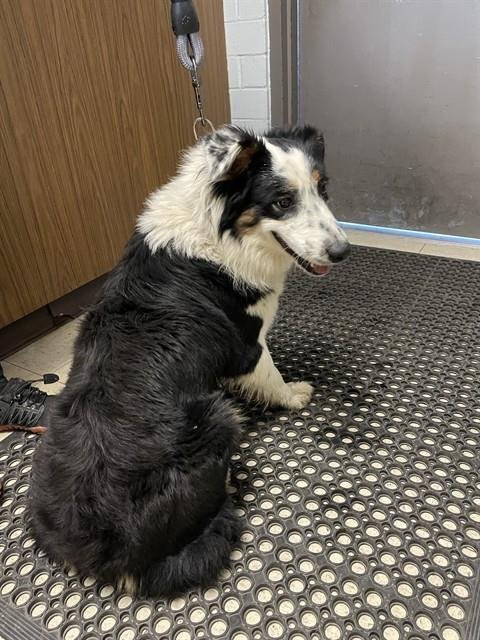 ANNIE - Border Collie available for adoption