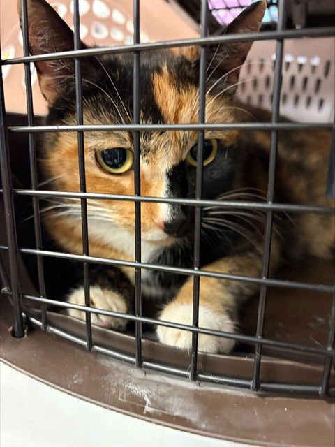 BELLADONNA - Domestic Short Hair available for adoption