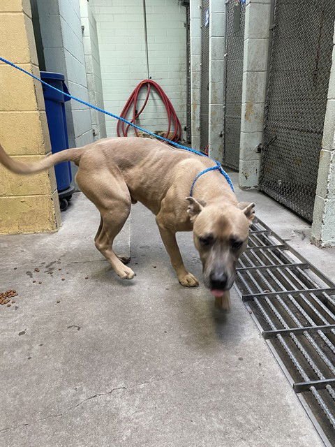 SIMBA - Pit Bull Terrier available for adoption