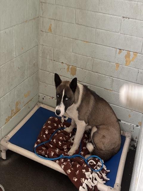 ALICE - Siberian Husky / Akita available for adoption