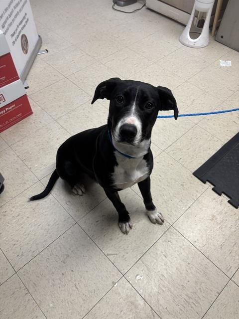 SARAFINA - Labrador Retriever available for adoption