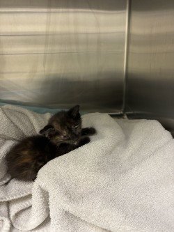 A378125 - Domestic Short Hair available for adoption