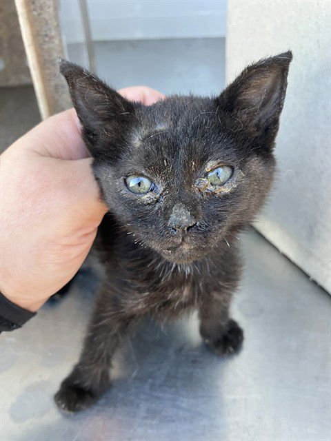 SHASTA - Domestic Short Hair available for adoption
