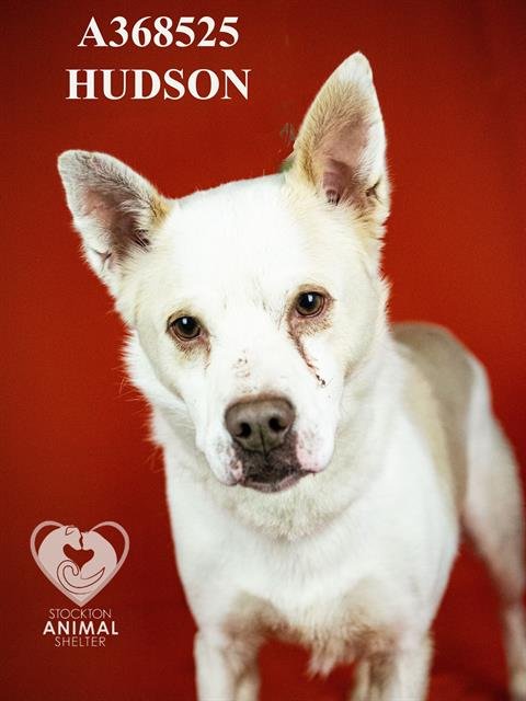 HUDSON Image