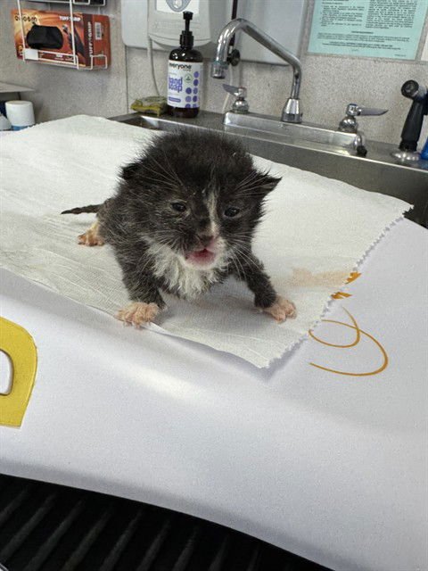 CHALUPA - Domestic Short Hair available for adoption