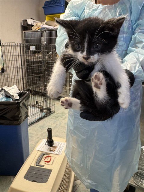 OREO - Domestic Medium Hair available for adoption