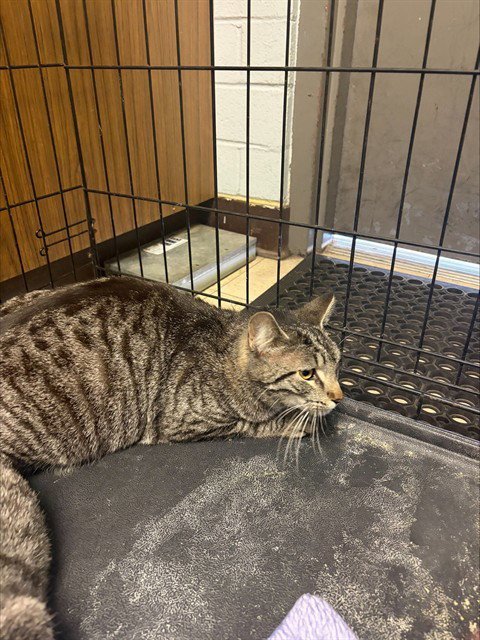 CHLOE - Domestic Short Hair available for adoption