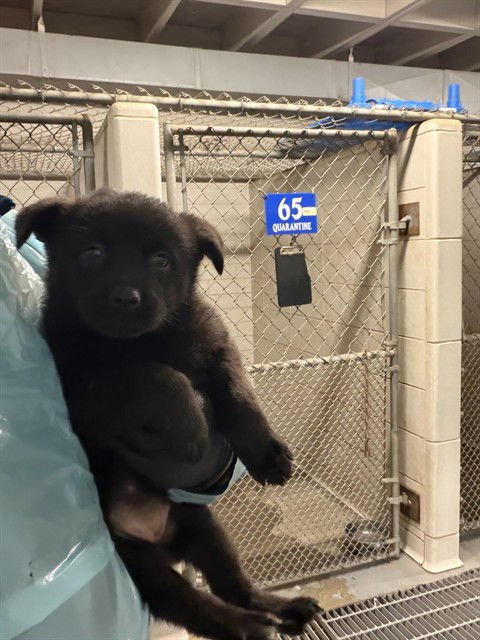 BUBBLES - German Shepherd Dog available for adoption