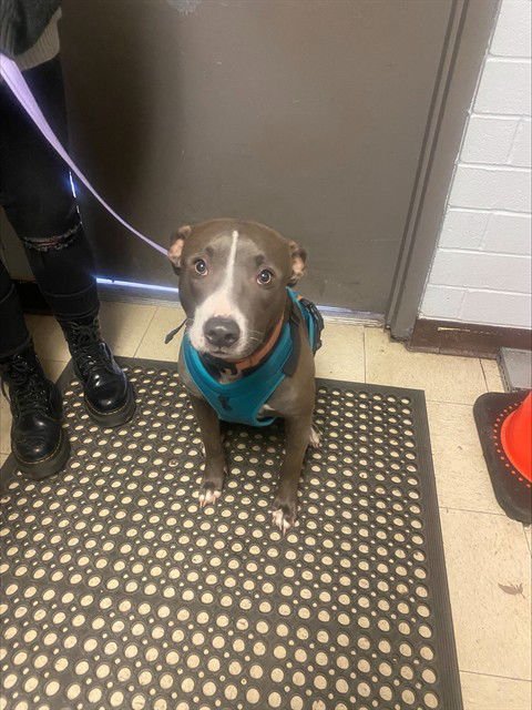 PB - Pit Bull Terrier available for adoption