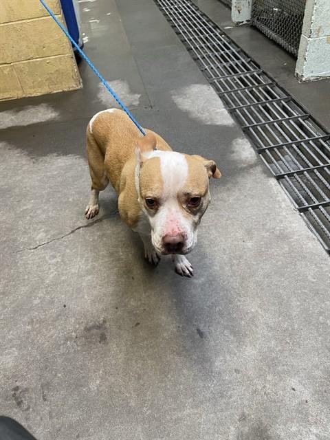 PARAMOUNT - Pit Bull Terrier available for adoption