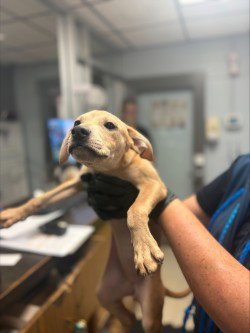 DAPHNE - Terrier available for adoption