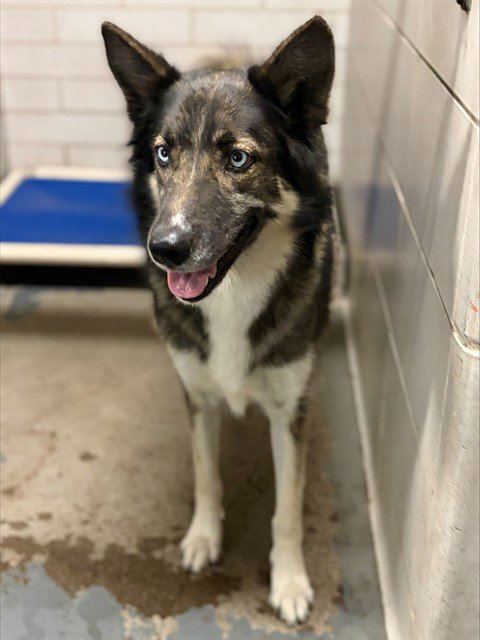 SADIE - German Shepherd Dog available for adoption