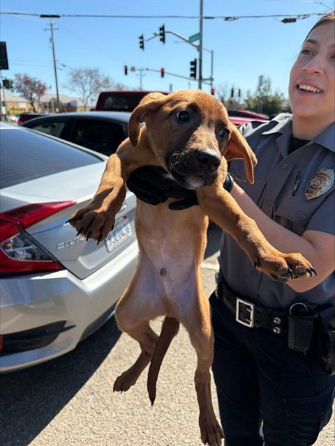ABRA - Rhodesian Ridgeback available for adoption