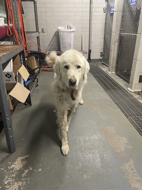 MARIGOLD - Great Pyrenees available for adoption