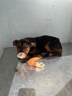 MEL - German Shepherd Dog available for adoption