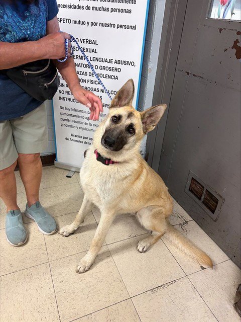 NIVEA - Belgian Shepherd Malinois available for adoption