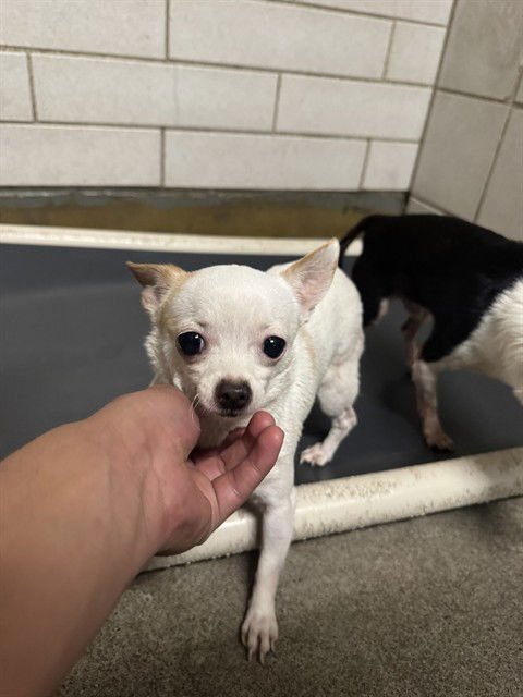 FRU FRU - Chihuahua available for adoption