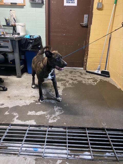 KENZO - Pit Bull Terrier available for adoption