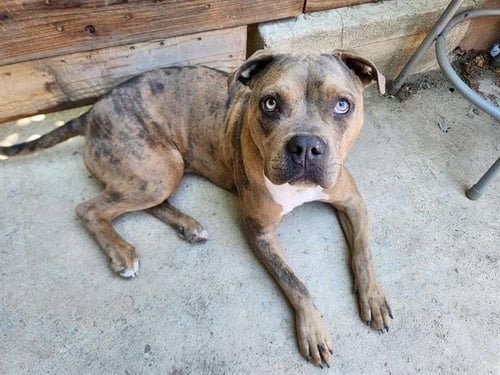 ELLIE - Pit Bull Terrier available for adoption