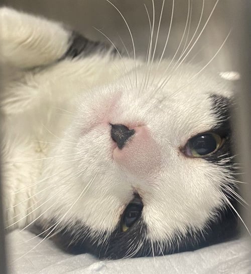 MASON - Domestic Short Hair for adoption in Stockton