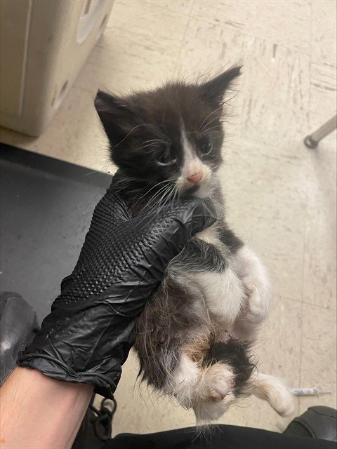 LICORICE - Domestic Short Hair available for adoption