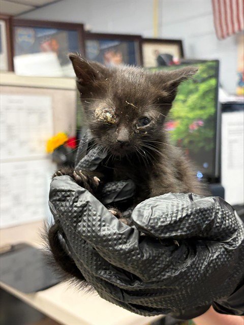 ZIG ZAG - Domestic Short Hair available for adoption