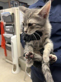 VERNIE - Domestic Short Hair available for adoption