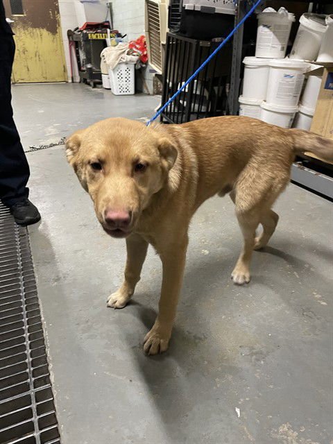 CHIP - Labrador Retriever available for adoption